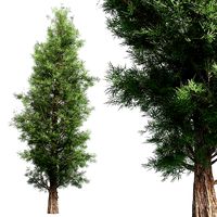 Eastern Red Cedar Tree