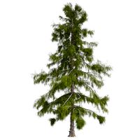 Alaska Cedar Tree