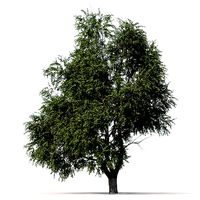 3D model Elm tree animated