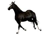 Horse Black Animated Arnold