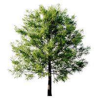 Tilia American 20m