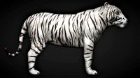 White Tiger