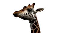 Giraffe Masai