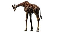 Giraffe Masai Rigged