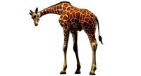 Giraffe Rigged