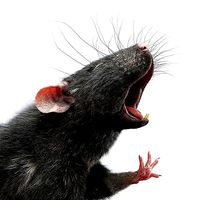 Rat Fur Rigged Black