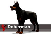 Dog - Doberman