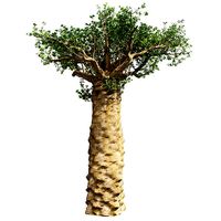 Madagascan Baobab Tree