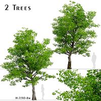 American Beech or Fagus grandifolia Tree - 2 Trees