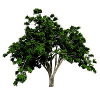 American Elm Tree