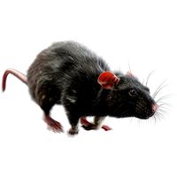 Rat Fur Animated Black
