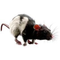 Rat Fur Animated Spotted
