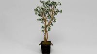 Green Budding Sedum Tree In Wood Planter Black