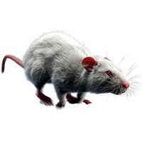Rat Fur Animated White