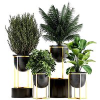 Decorative plants in flowerpots 833