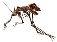 Monkey Baboon Skeleton