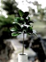 fiddle Leaf Fig