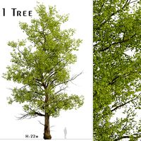 American Sycamore or Platanus Occidentalis Tree - 1 Tree