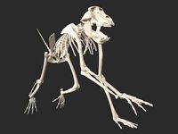 Baboon Skeleton