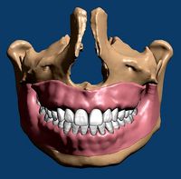 Maxillary and Mandibular dental models with anatomical teeth | 3D