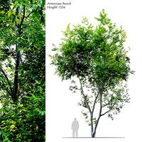 American Beech 3
