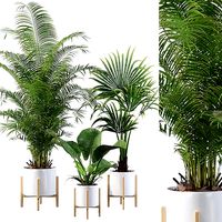 Plants collection 086