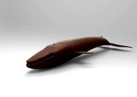 Humpback Whale | 3D