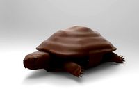 Tortoise | 3D