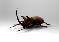 Lucanus | 3D