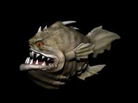 Angler Fish | 3D