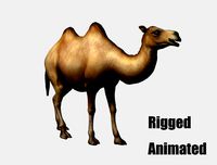 camel animation