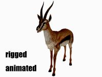 antelope goat caprine sheep lamb deer animation