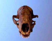 Badger Skull Scan