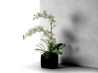 Orchid in Cube Pot