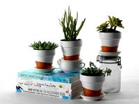 Pots with Plants Stack of Books and Bottle