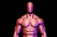bodybuilder anatomy hipoly