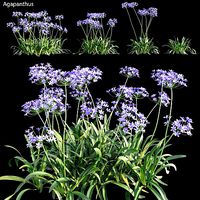 Agapanthus 02