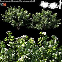 Gardenia augusta - Houttuynia - Gardenia jasminoides 3