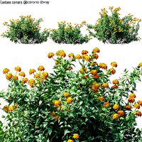 Lantana camara