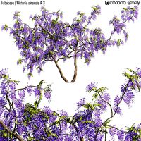 Fabaceae - Wisteria sinensis 3