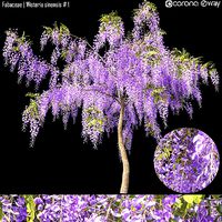 Fabaceae - Wisteria sinensis  1