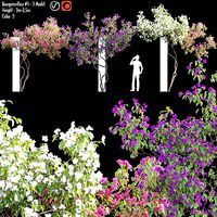 Bougainvillea 07