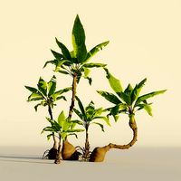 Palm tree set Cartoon Stylized Hand painted