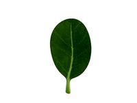 Spinach