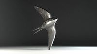 Shiny Swallow - Decoration