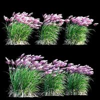 Miscanthus sinensis RED CHIEF in wind
