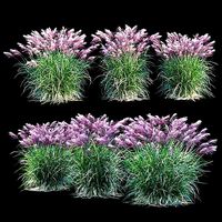 Miscanthus sinensis RED CHIEF