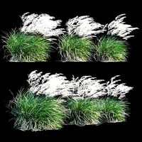 Miscanthus sinensis in wind