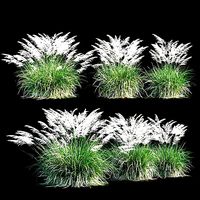 Miscanthus sinensis