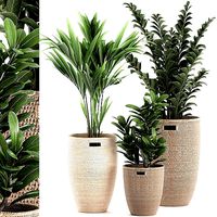 Decorative plants in a basket 568